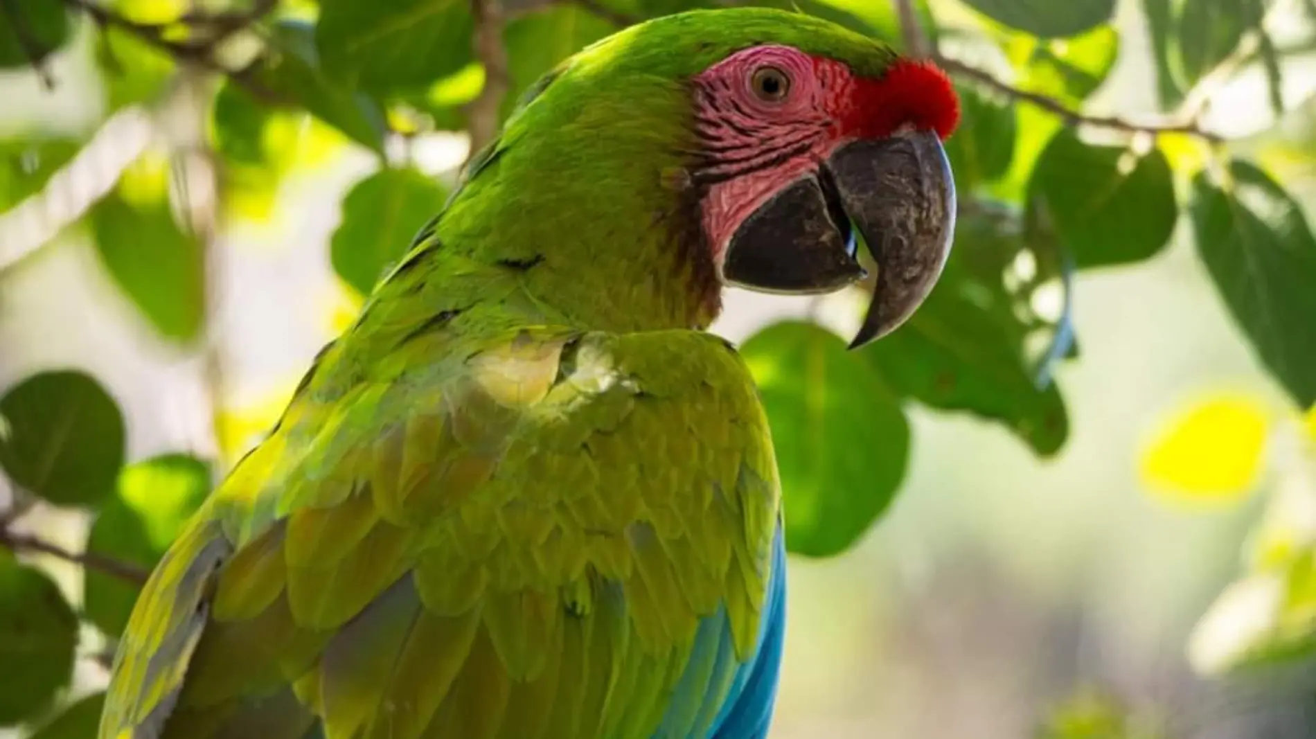 Guacamaya verde